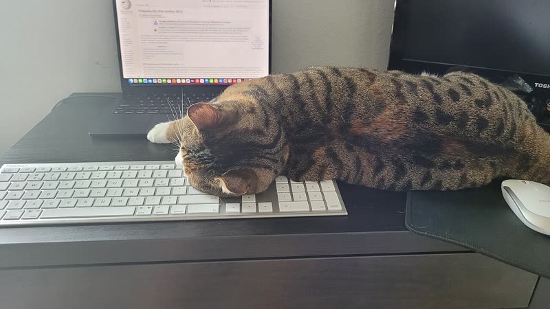 A tabby cat asleep with its head on a white keyboard, one paw toward a laptop