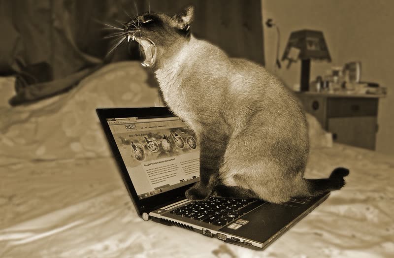 A cat mid-yawn, sitting on an open laptop keyboard on a bed